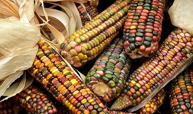 Biyogüvenlik Kurulu'nun 18 Nolu Kararı İptal Edildi