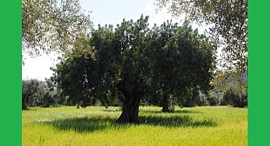 ZEYTİN MADEN SAHASINDAN DAHA KÂRLI