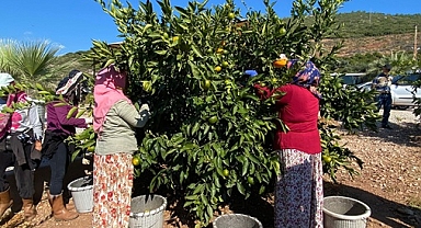 MANDALİNADA İHRACAT HEDEFİ 500 MİLYON DOLAR, SATSUMA MANDALİNADA 125 MİLYON DOLAR