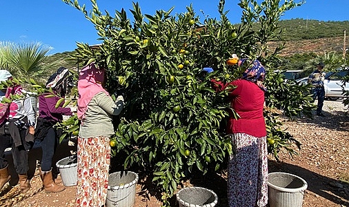 MANDALİNADA İHRACAT HEDEFİ 500 MİLYON DOLAR, SATSUMA MANDALİNADA 125 MİLYON DOLAR