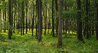 AB SEKİZİNCİ ÇEVRE EYLEM PROGRAMI HEDEFLERİ İZLEME RAPORU 2025 YAYIMLANDI