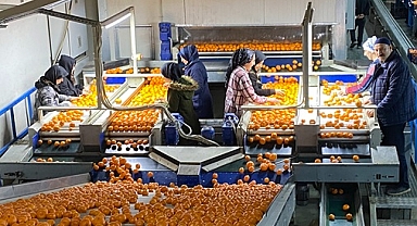 MANDALİNA İHRACATI TARİH YAZIYOR