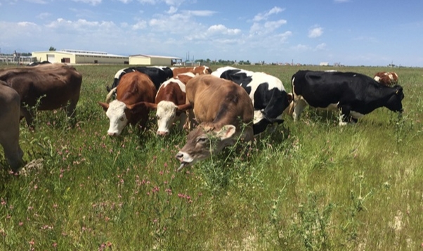 ZOOTEKNİ FEDERASYONUNDAN AÇIKLAMA