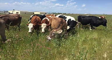 ZOOTEKNİ FEDERASYONUNDAN AÇIKLAMA