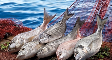 TÜRKİYE'NİN BALIK İHRACATI 2026 YILINA REKORLA GİRDİ