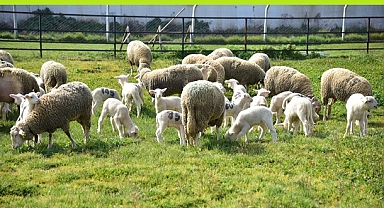 BAÜN KUZULARININ İLK BULUŞMASI HEYECANLI GEÇTİ 