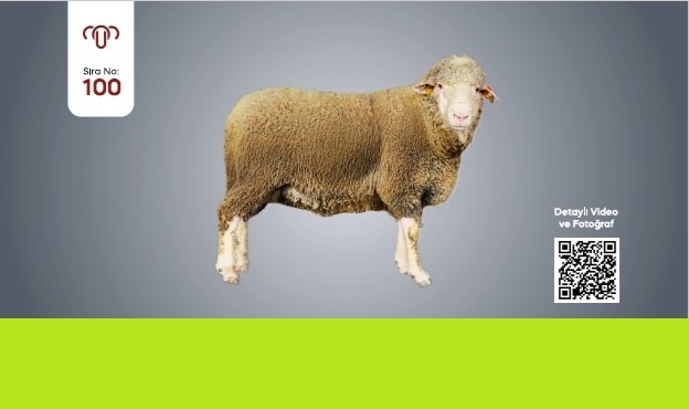 SATIŞLAR 25 MART 2026 ÇARŞAMBA GÜNÜ 