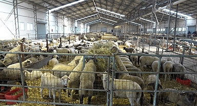 DAMIZLIK KOÇLARDAN SONRA SIRA KUZULARIN SATIŞINDA 