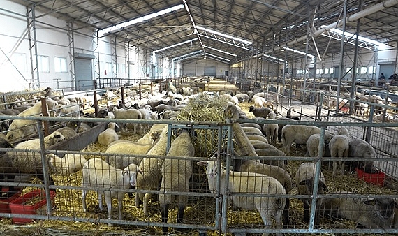 DAMIZLIK KOÇLARDAN SONRA SIRA KUZULARIN SATIŞINDA