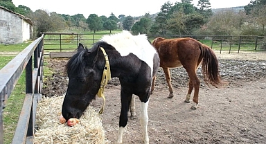 TÜRKİYE'NİN İLK TÜP TAYI