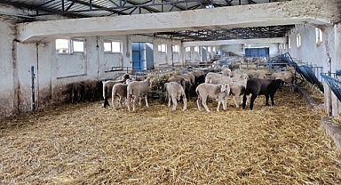 BANDIRMA KOYUNCULUK ARAŞTIRMA ENSTİTÜSÜNDEN KUZU SATIŞI